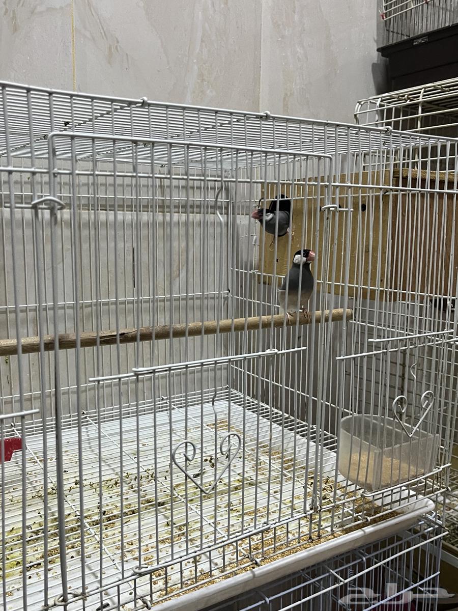 A pair of Rosy and a pair of Java birds64399216452354113