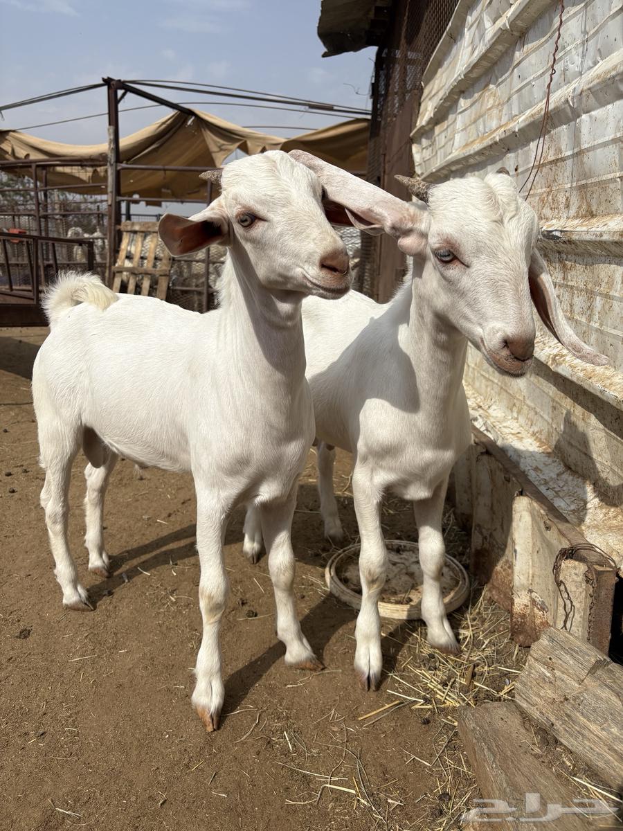 تيوس للبيع64392635269891112