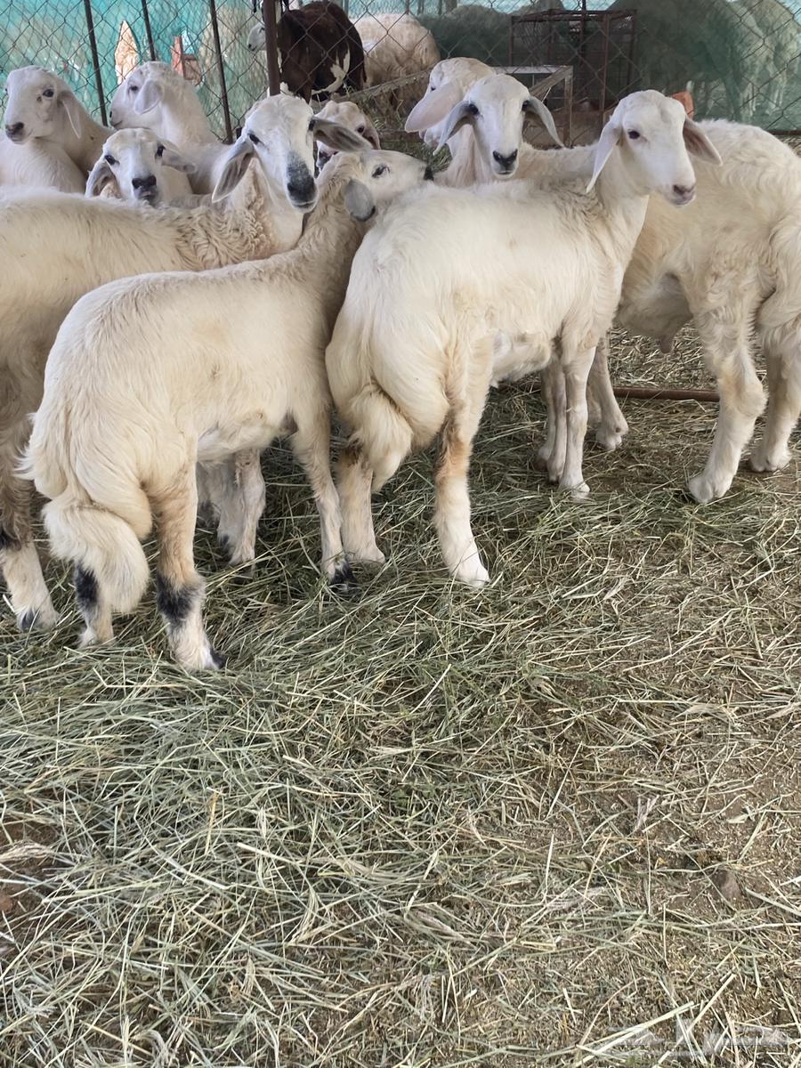 Tulian64400730697090110