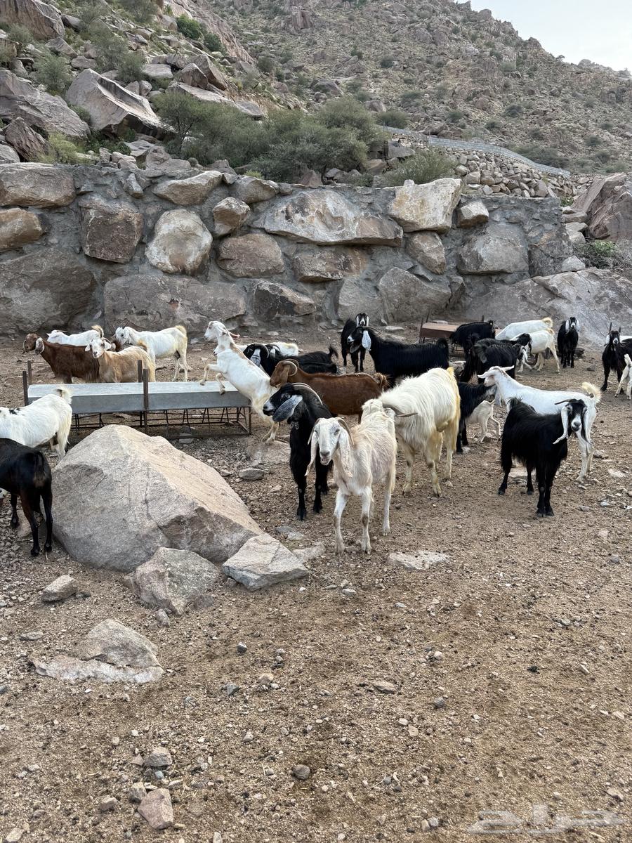 معزا بيضاء وعوارض مع جفرات كبار للبيع64400980686466111