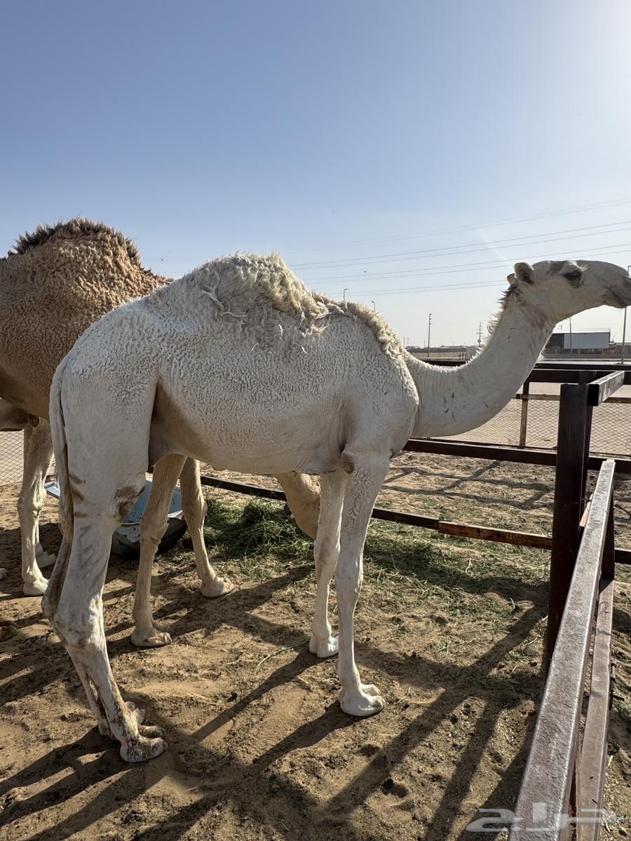 للبيع قعود طيب وبري64395895440513112