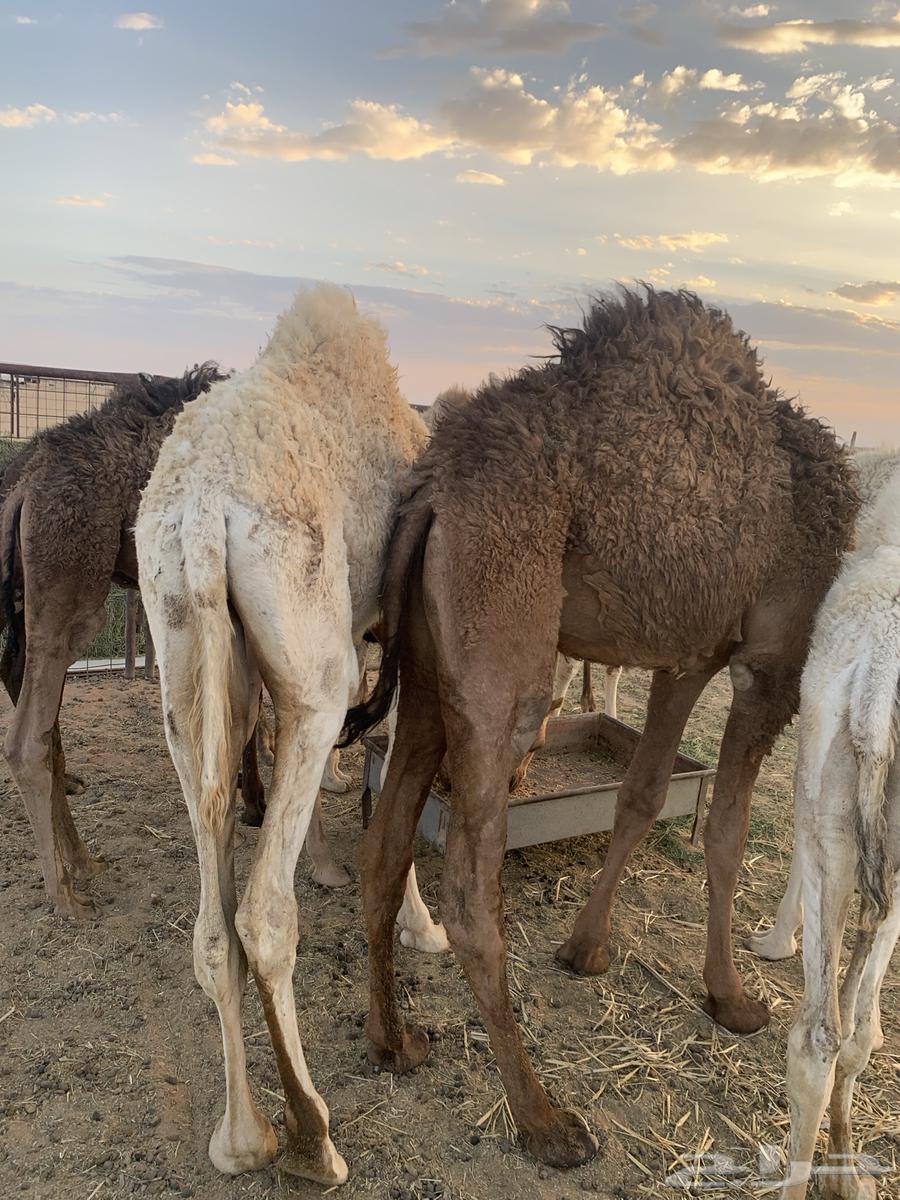 Turbia stuffing64393266102018113