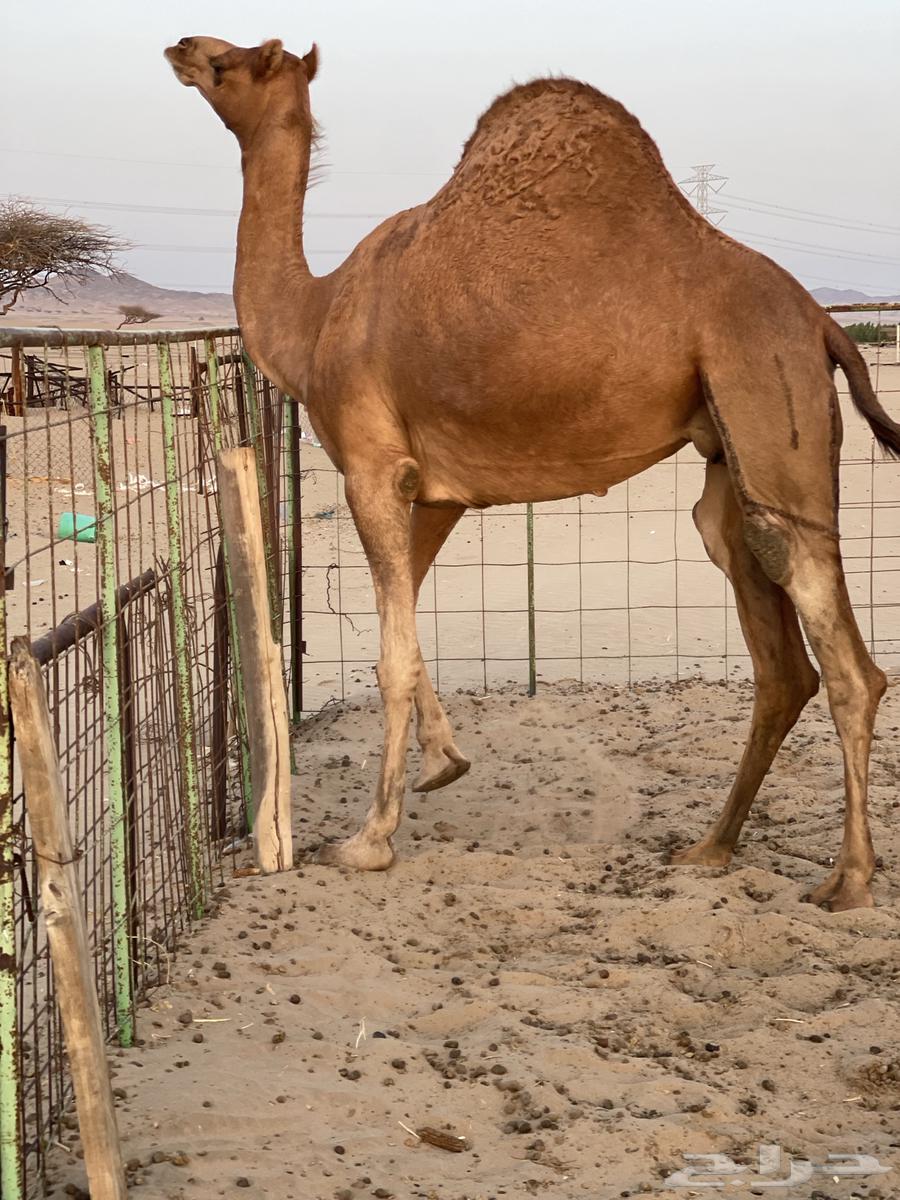 للبيع. ناقه حايل (4)64396157522562110