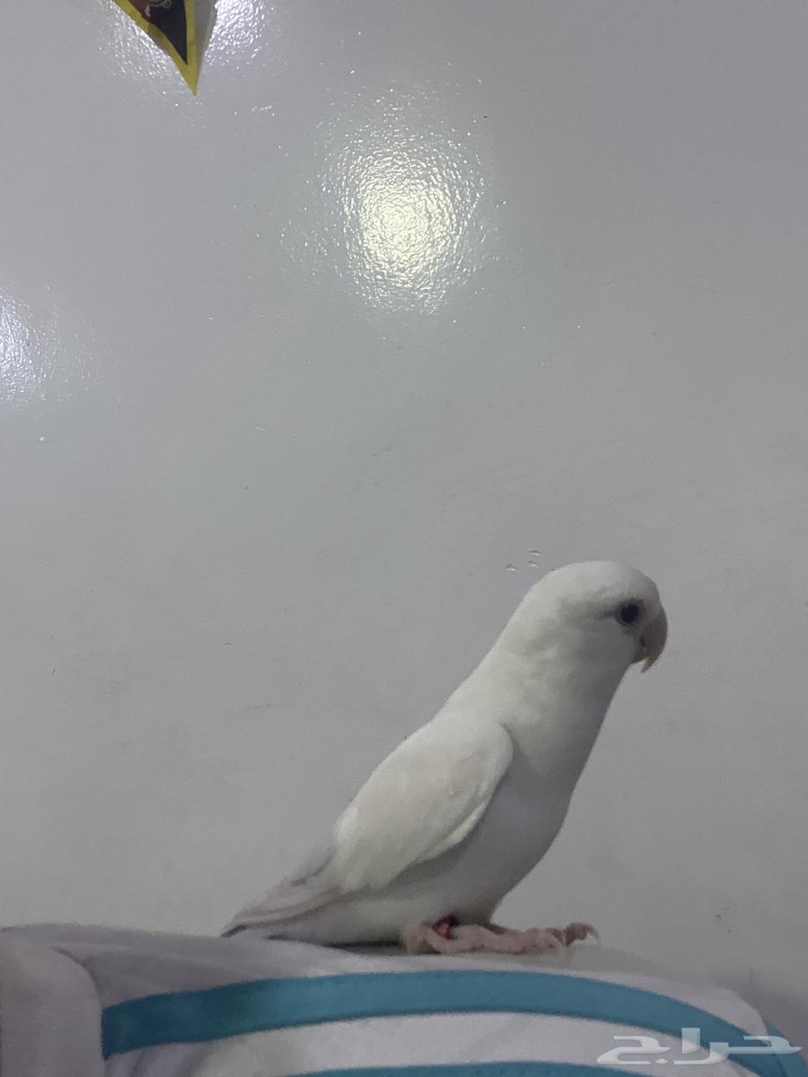 روز البينو اليف64393915549825110