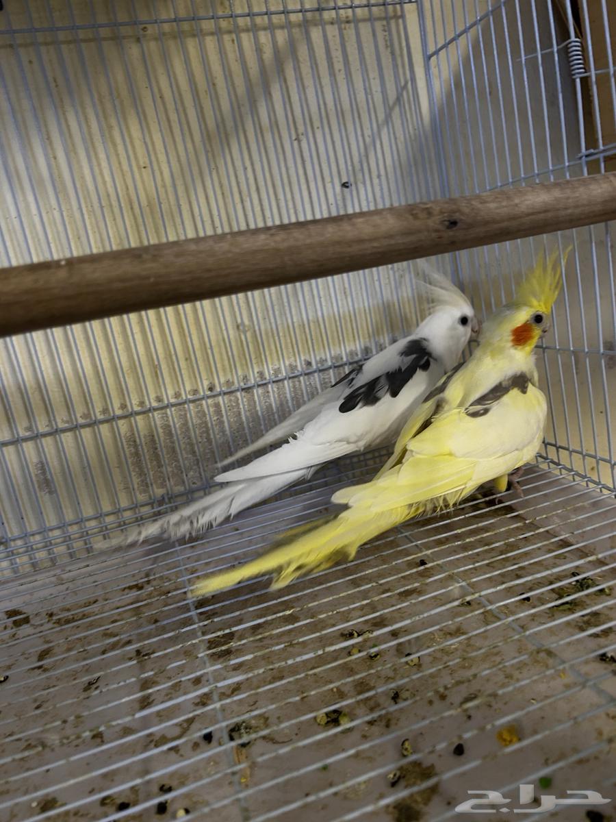 للبيع جوز كروان هفي بايد64400079057922110