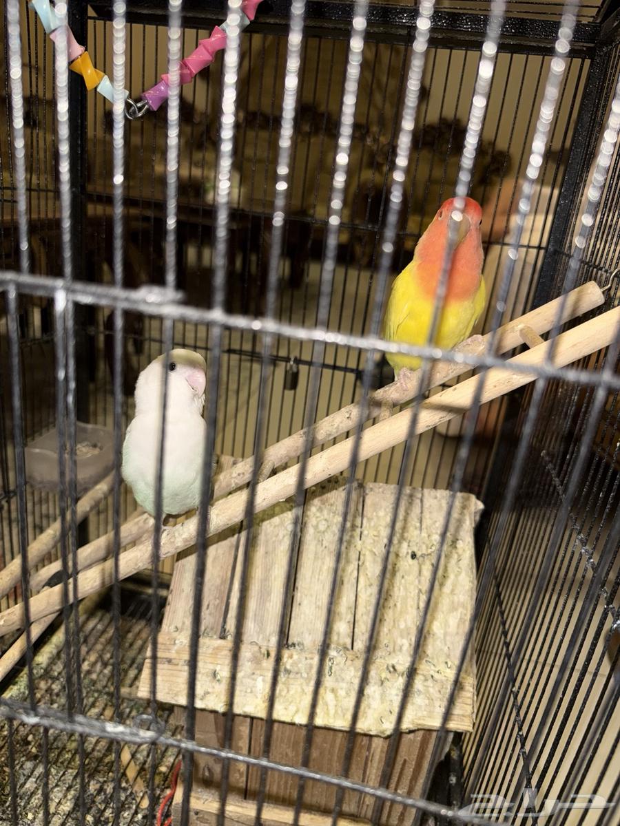 Birds for sale Ros63619171979650111
