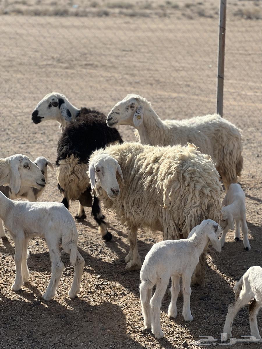 Sheep born in 5 with 6 underneath64395434774529110