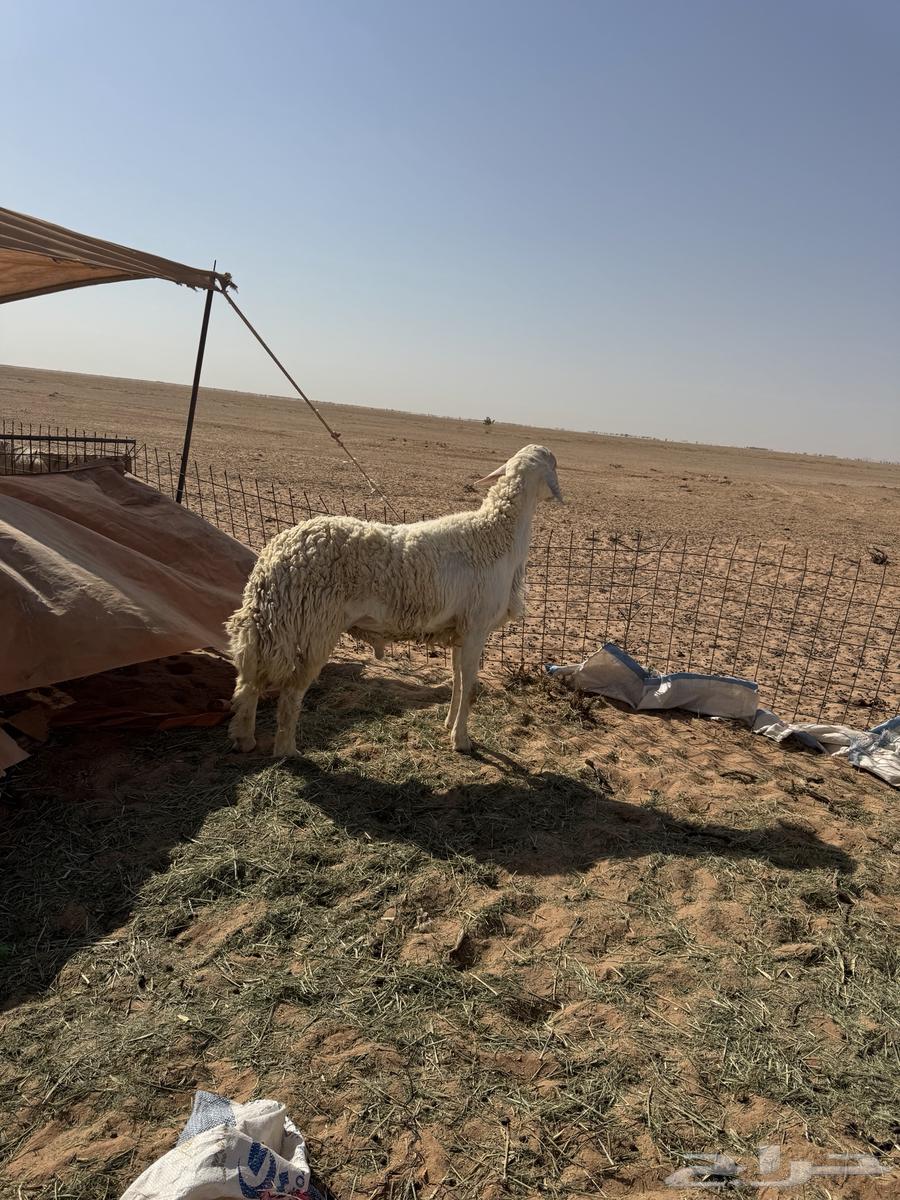 للبيع فحل صنف64397102264451111