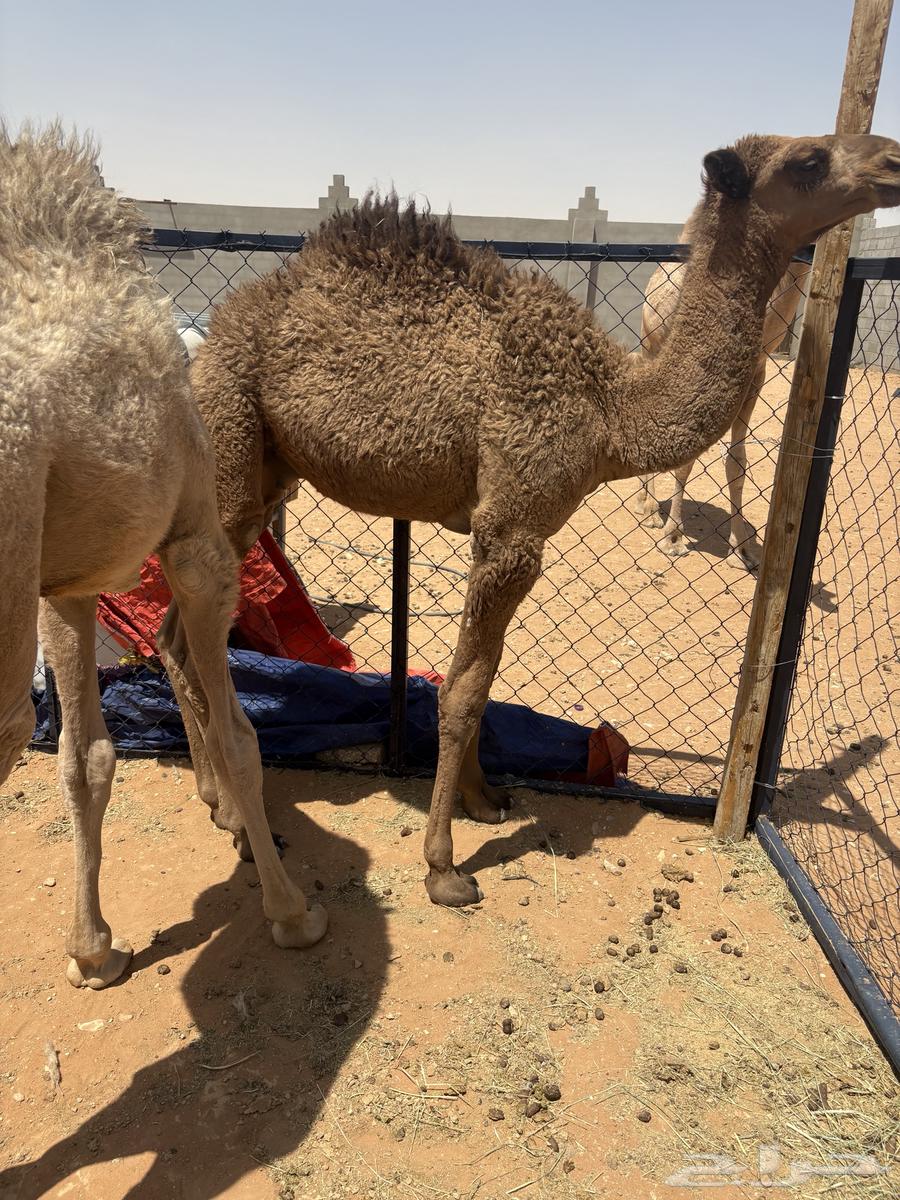 حيران تربيه64396658327938111