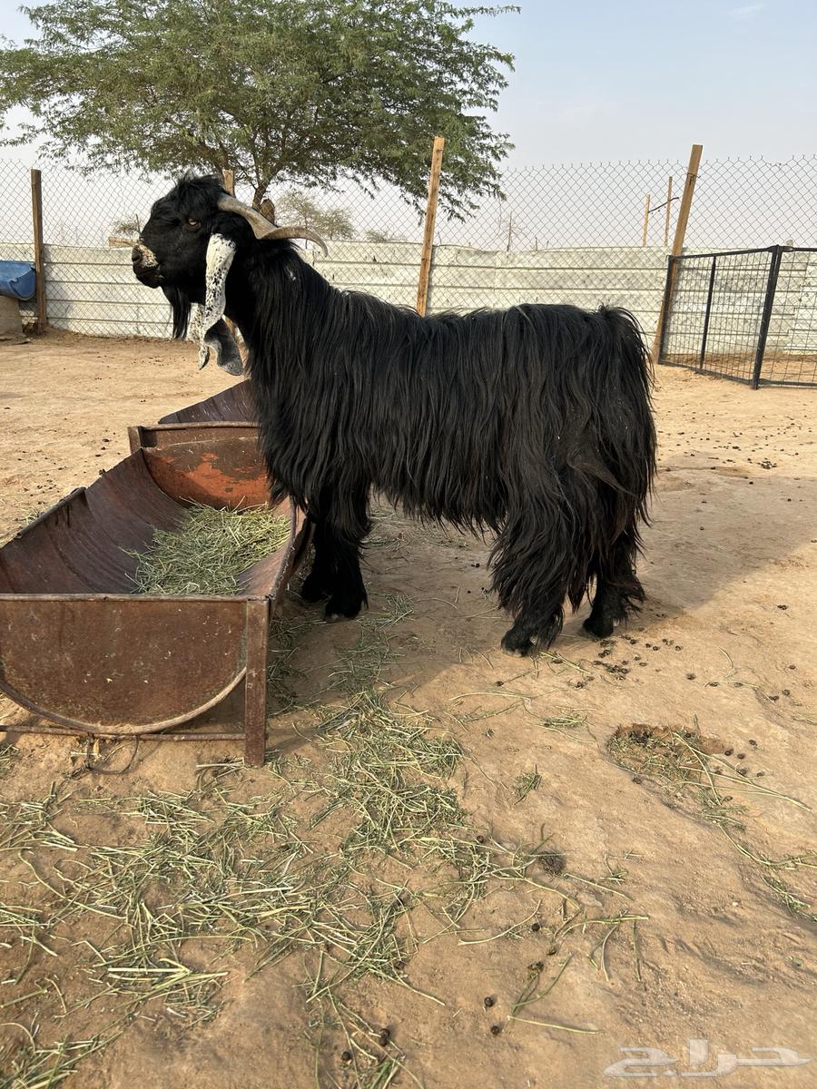 للبع فحل عارضي64400384299777111