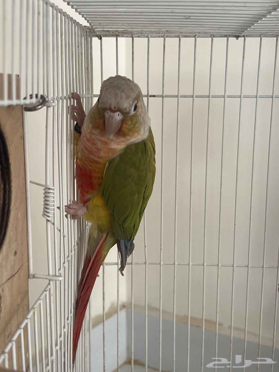 للبيع كنيور64400023385091112