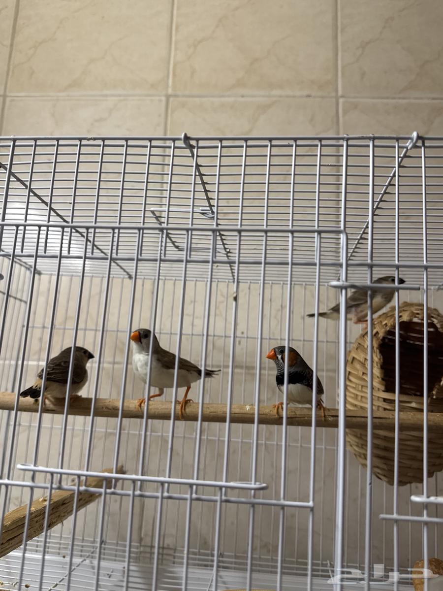 Zebra pair with chicks and eggs underneath64396006557571110