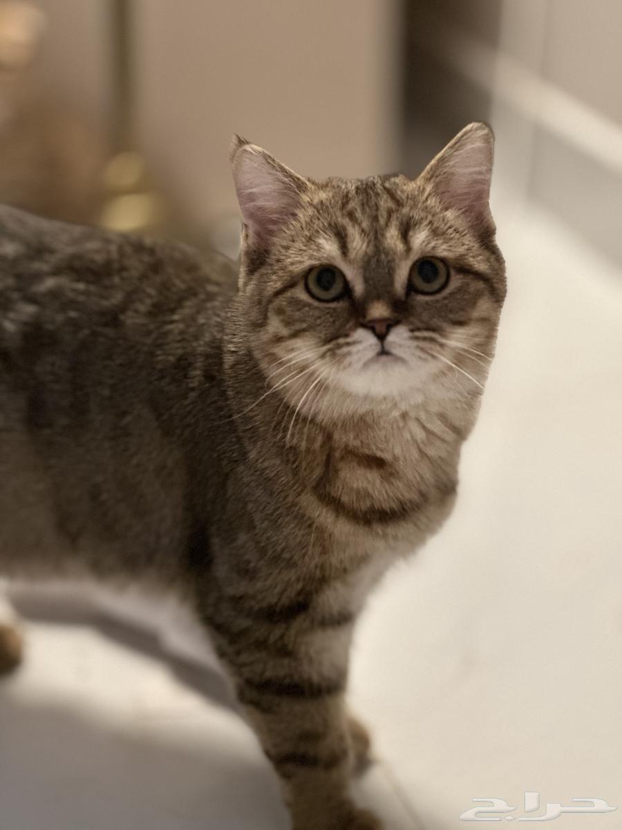 قطط سكوتش للبيع مستعجل64399271976195113
