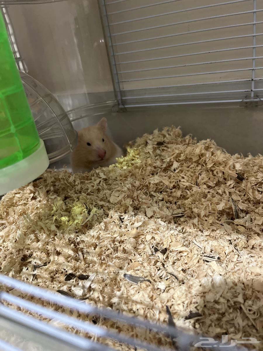 هامسترات للبيع64399147785730110