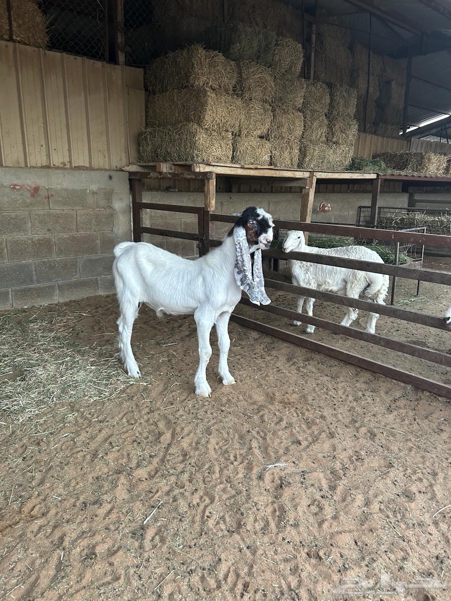 تيس جذع جرم طيب64395310509185110