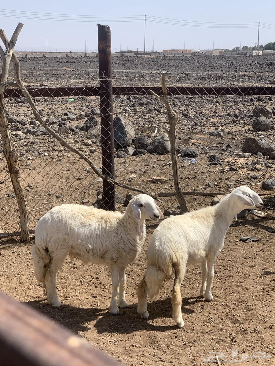 رخال للبيع64385160951298112