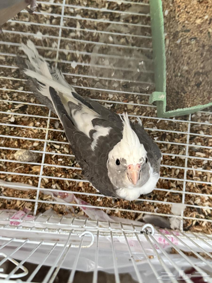 كروان هولندي64399940316163112