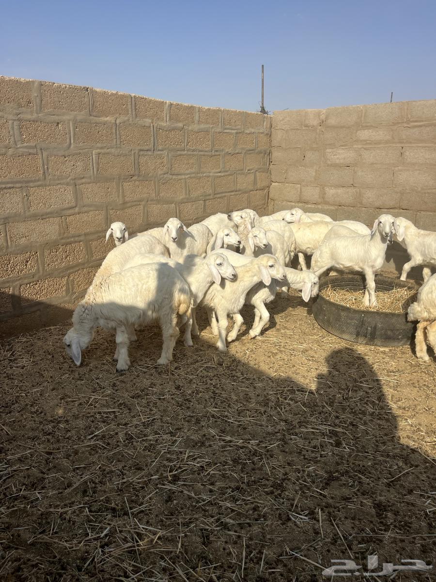 للبيع رخال منوة القناي64400688432257110