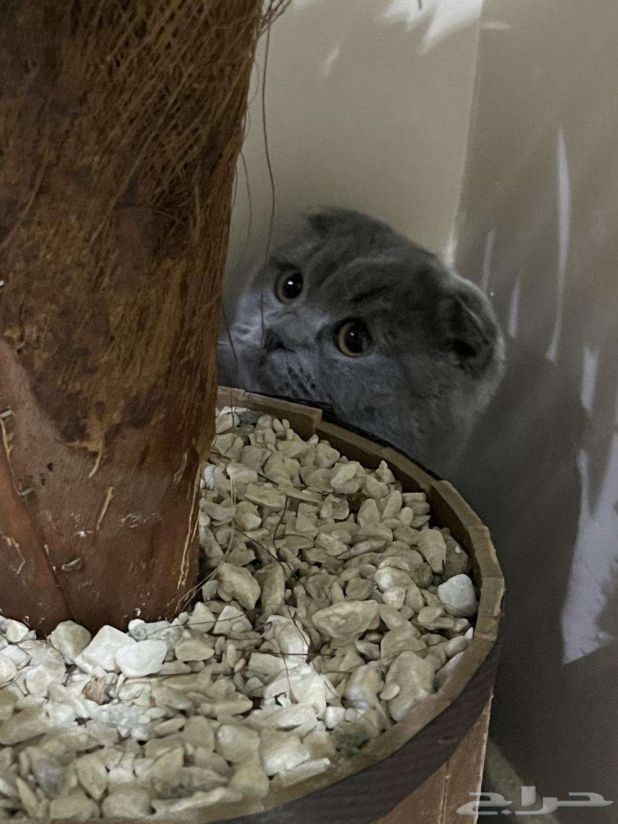 قطة للبيع64398828063491111