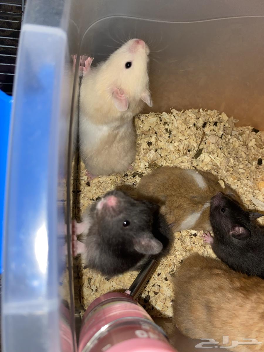 Al-Mujarda, Asir64397311611905113