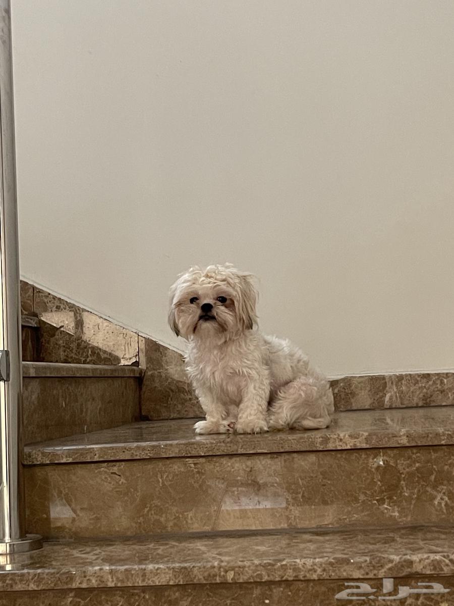 كلب اليف انثى للبيع64398368096131113