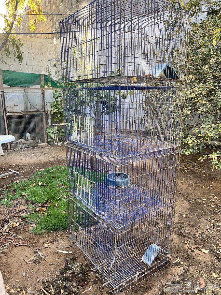 محاكر مصريه نظيفه64401077627266112