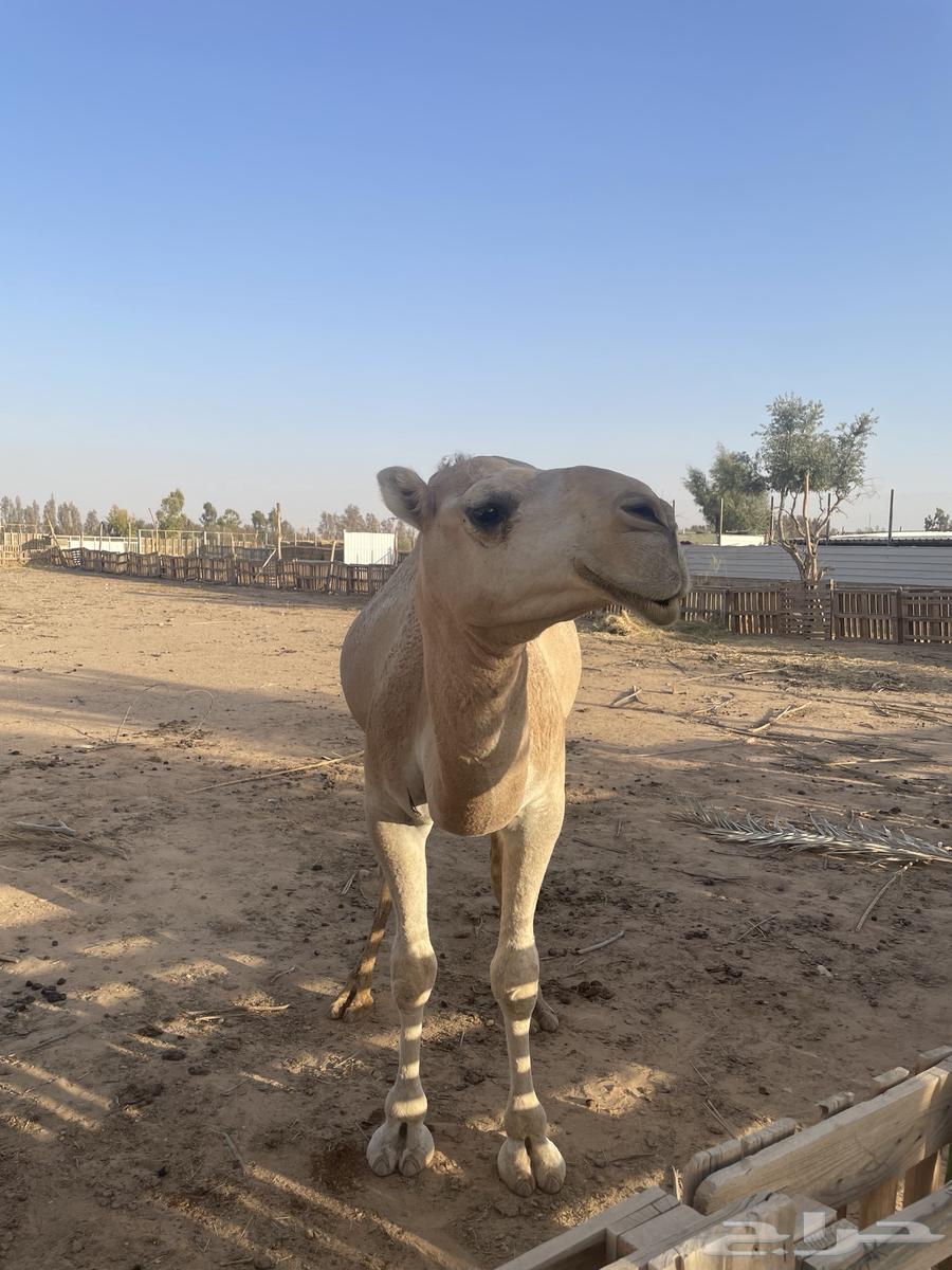 للبيع قعود - حد ب 7500ريال64400841557505111