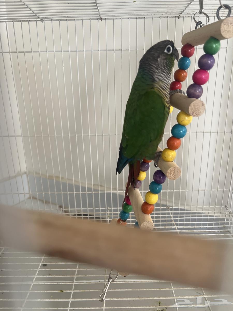 للبيع كنيور64400023385091111