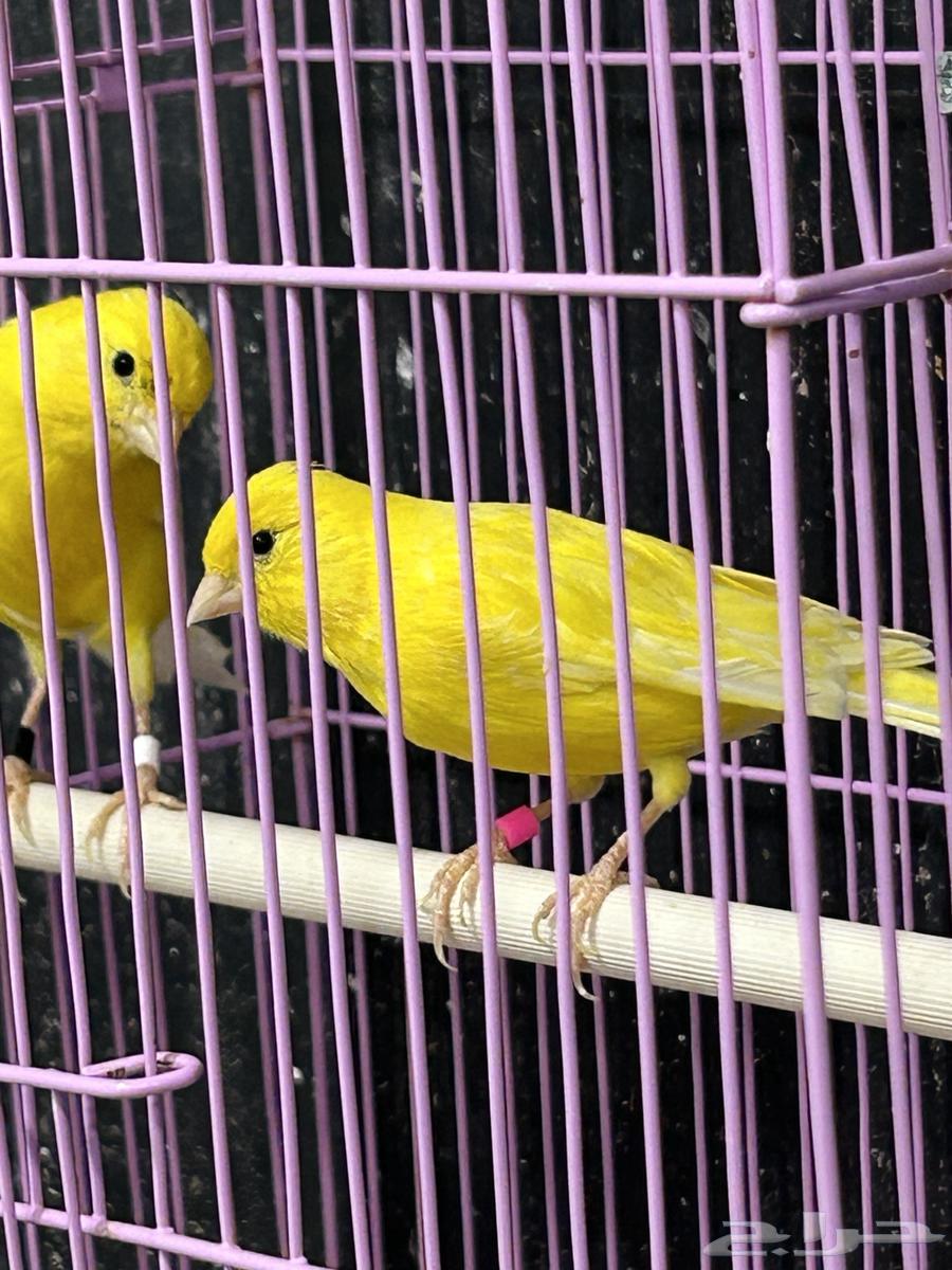 كناري اصفر ليموني64399508032643111