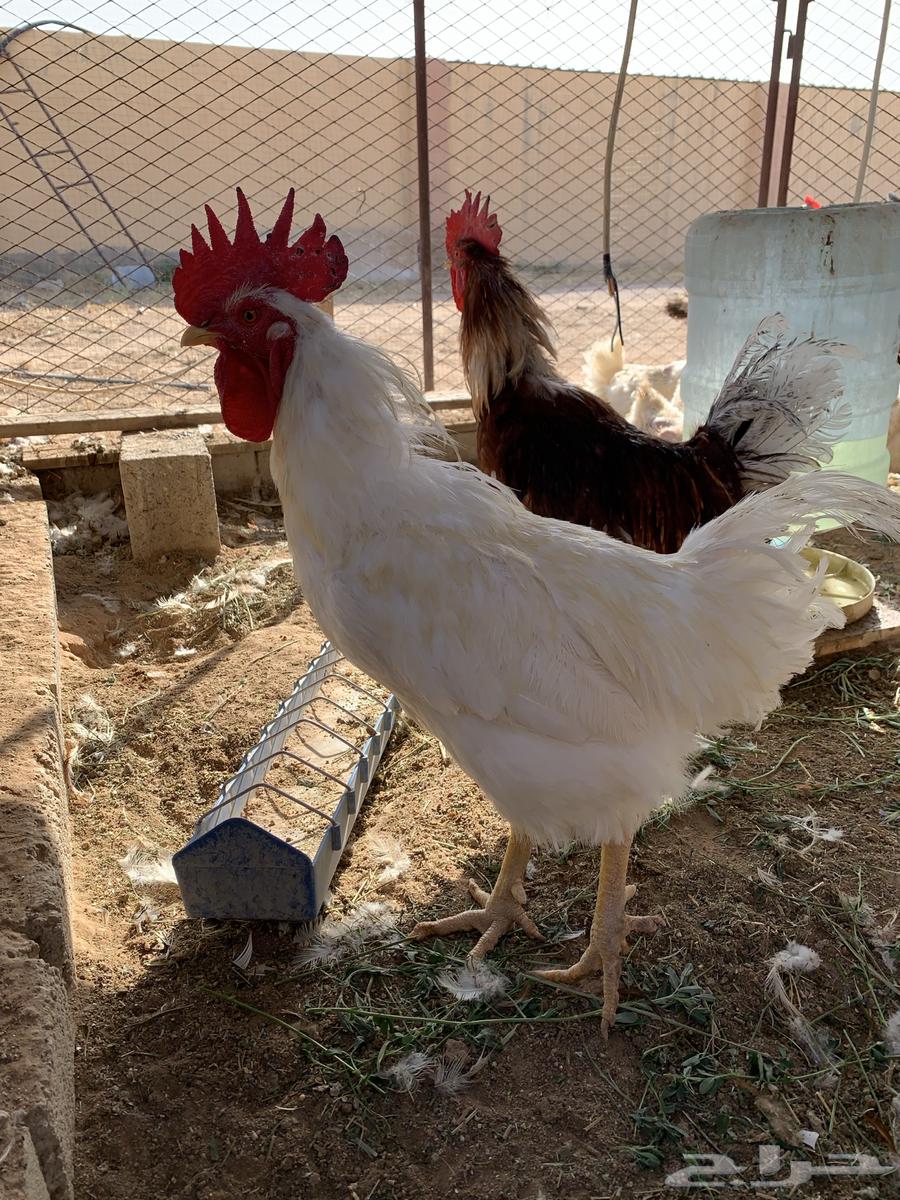 ديوك لوهمان احجام64394400452227111