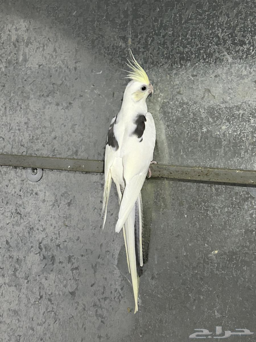 انثى كوكتيل هافي بايد كريمي فيس محلله64400425570691114