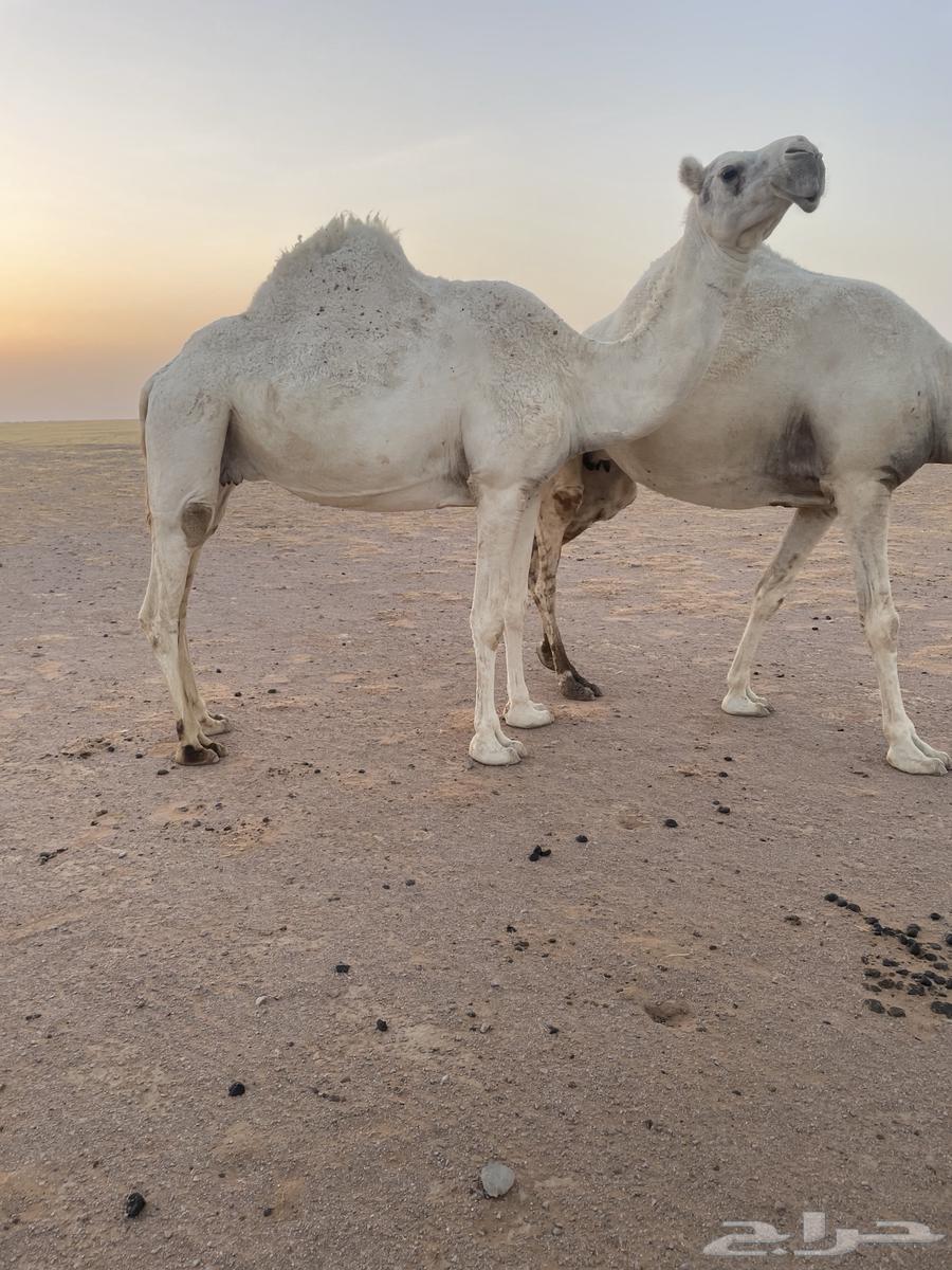 ضروبه وضحا64395117221507110