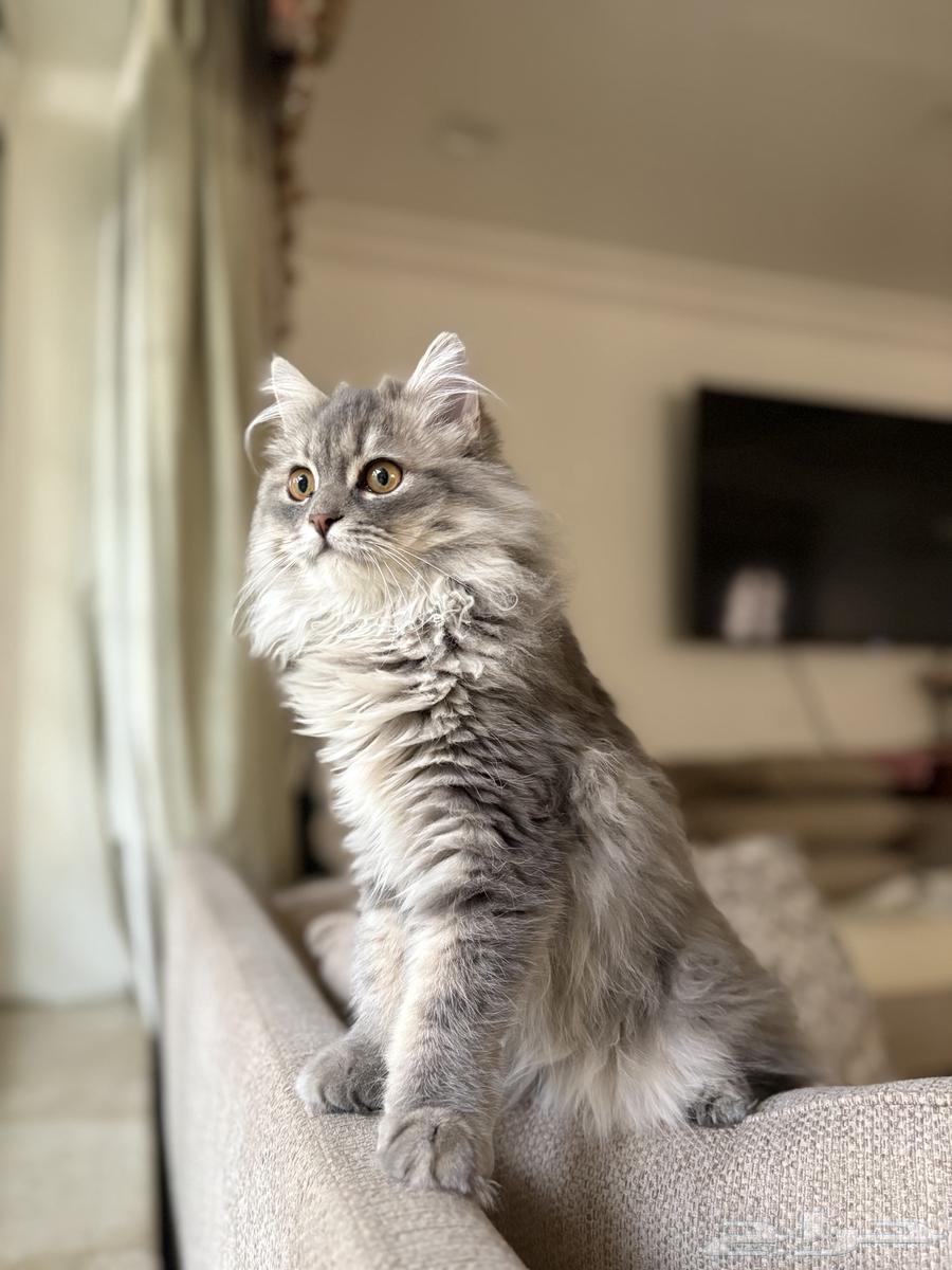 قط للبيع64398548363649110