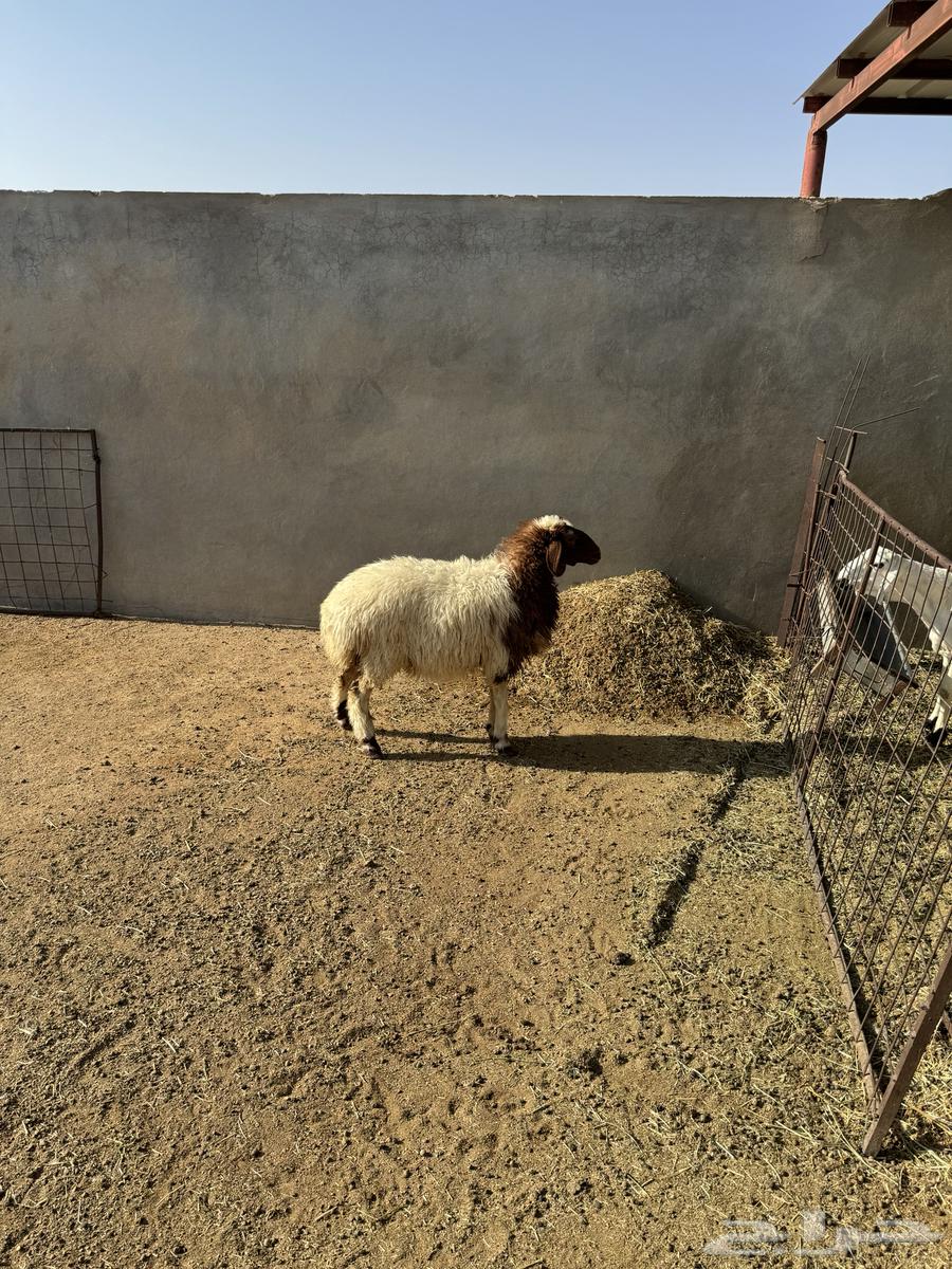 Naeimiyah date palm with a trunk closed in fat64395812041858113