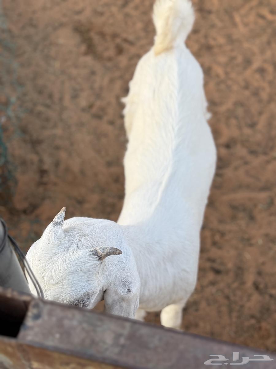 تيس مندي يدغر وجفره ثلاجه64395379342467112