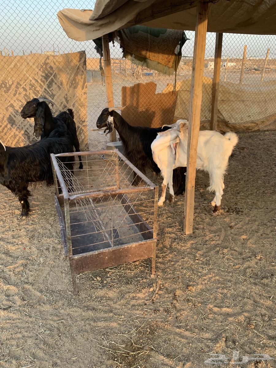 Sharq Riyadh64394648549505112