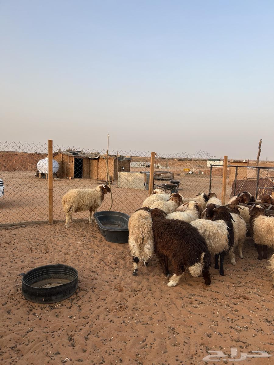 خرفان نعيم64398103460738113