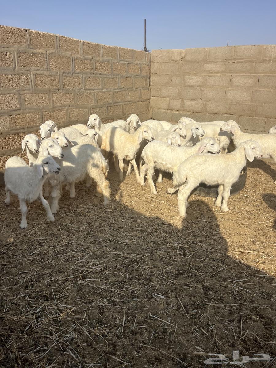 للبيع رخال منوة القناي64400688432257112