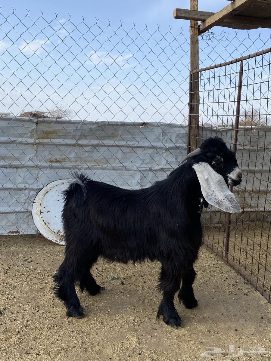 تيس عارضي صنف معرف64394468846722113