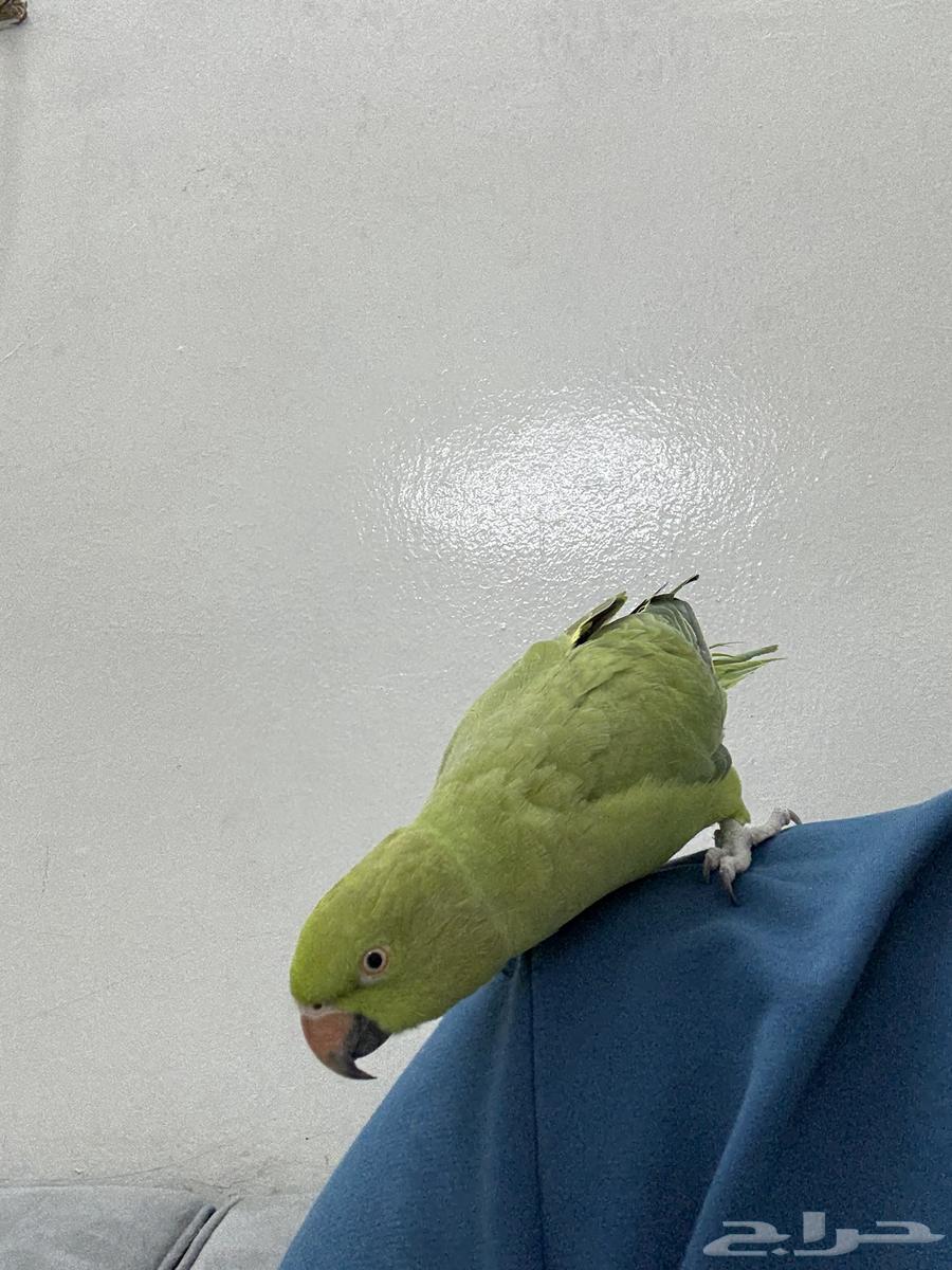 انثى دره العمر سنتين64398479007491110