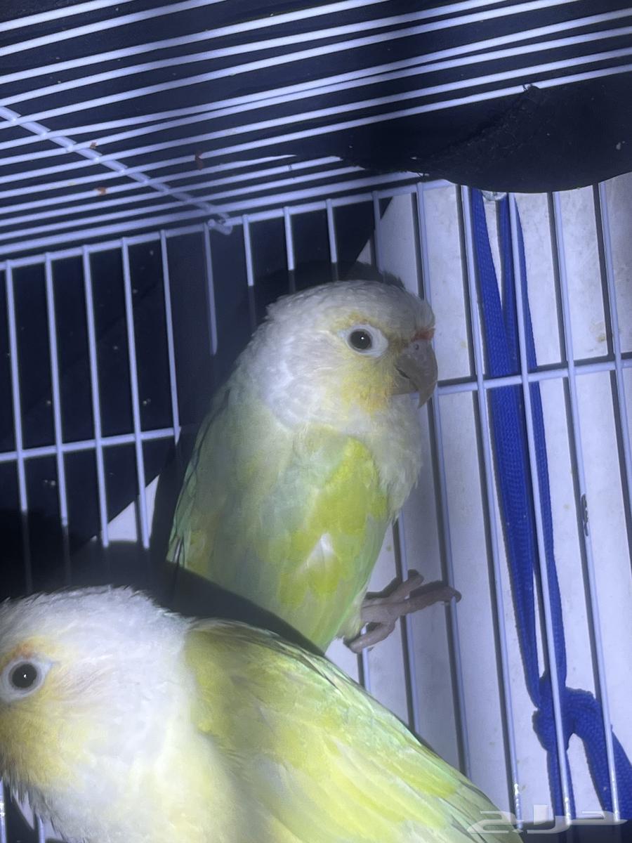 جوز كنيور محلل منتج64396672355715110