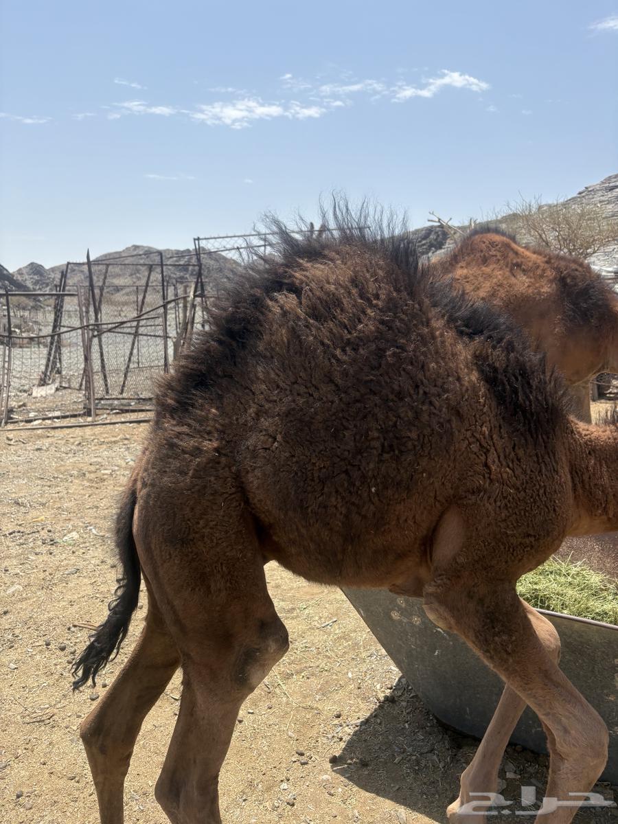 للبيع قعدان264397575716226112