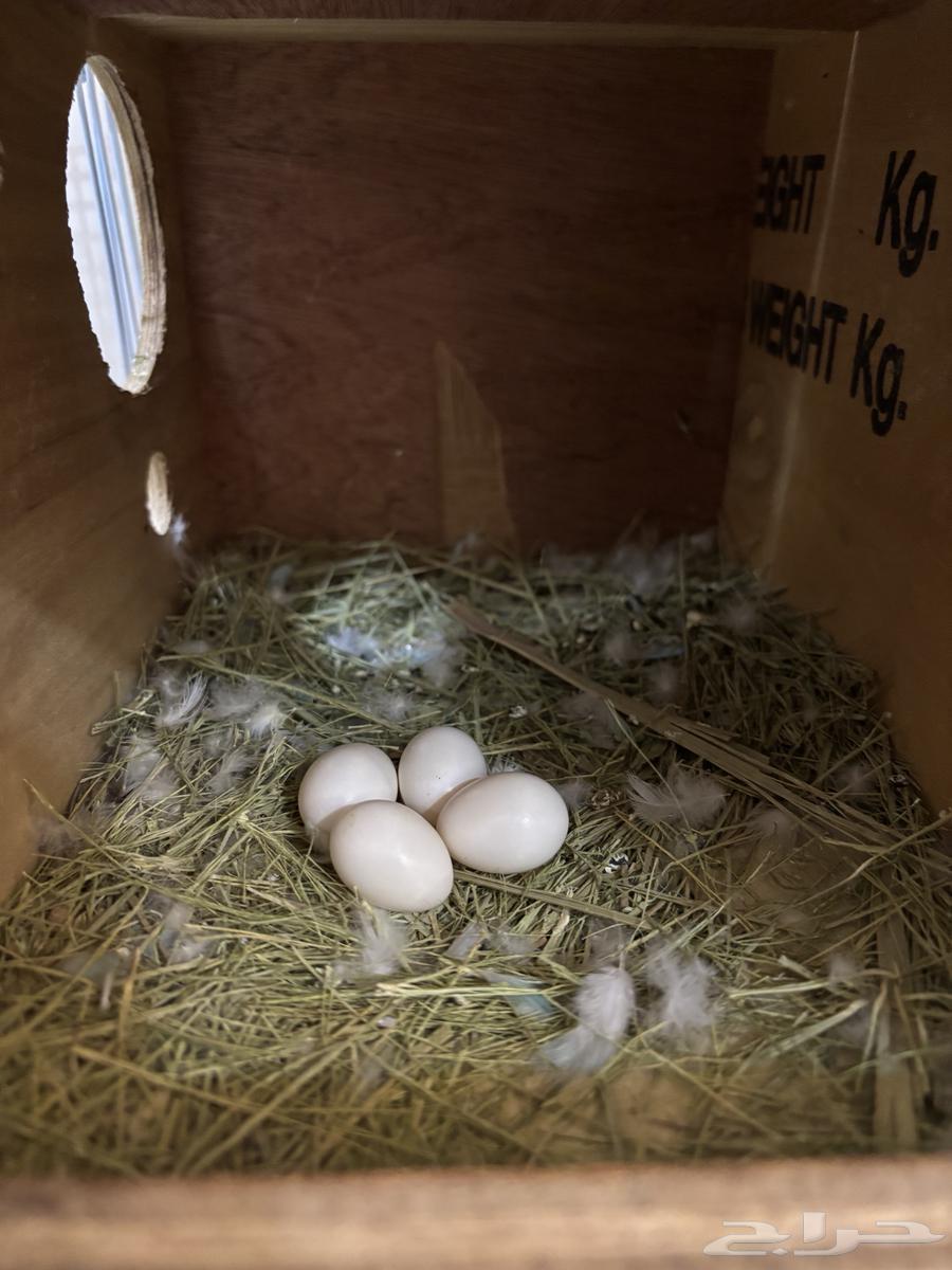 انثى روز جاهزة للإنتاج64392676424962111