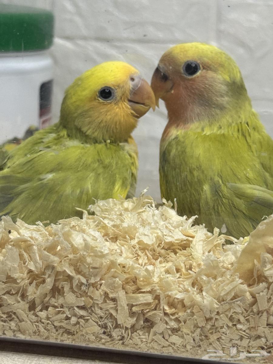 فرخ روز64396268362881110