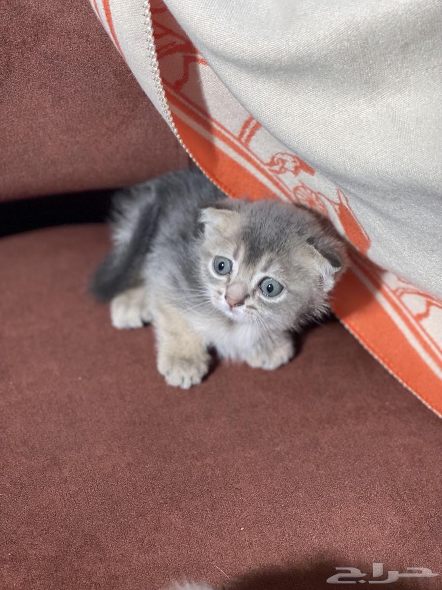 Imported kittens from locals for sale, small cats, Kitten cats for sale64405320802178112