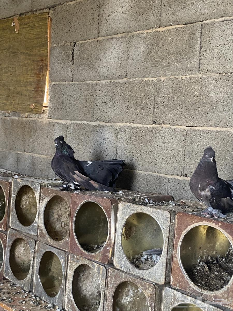 Dancing pigeon pair64392717575043114