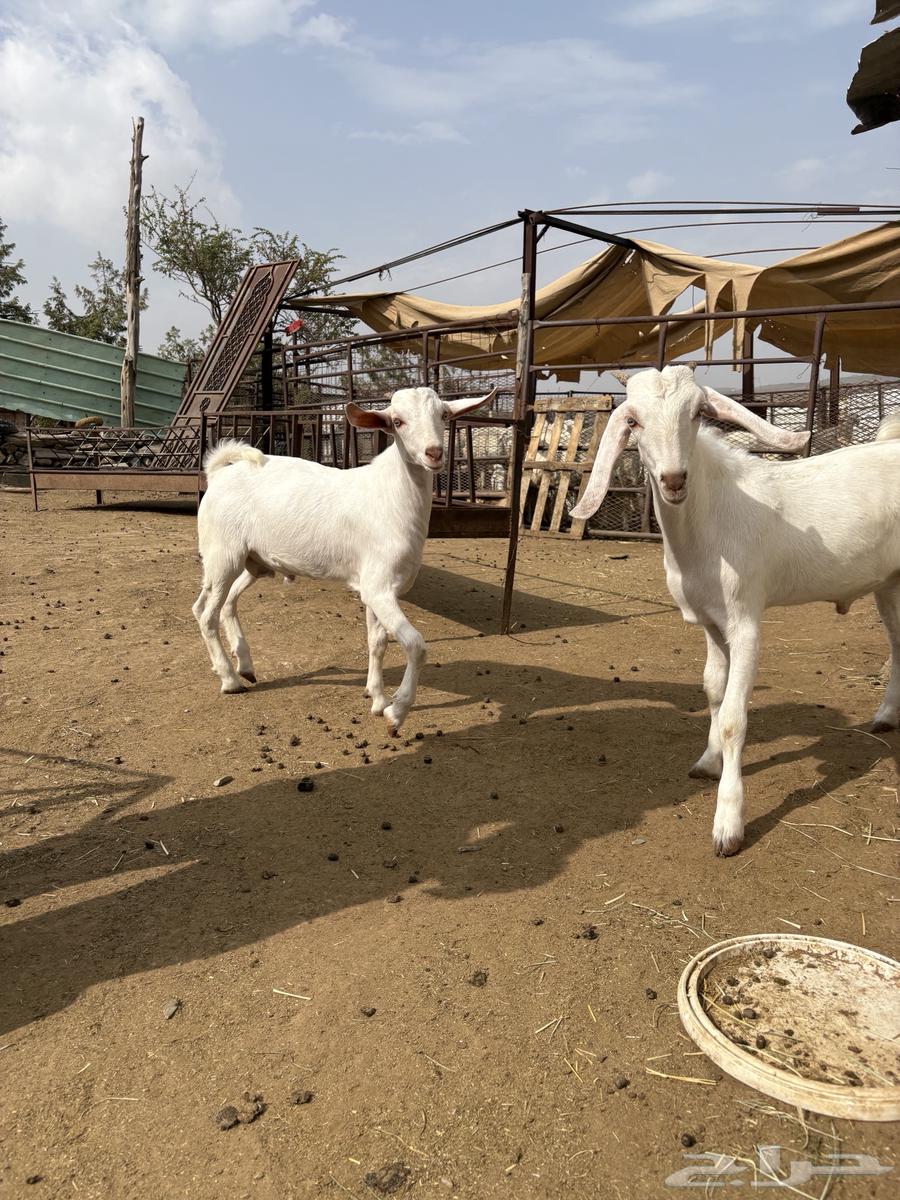 تيوس للبيع64392635269891111