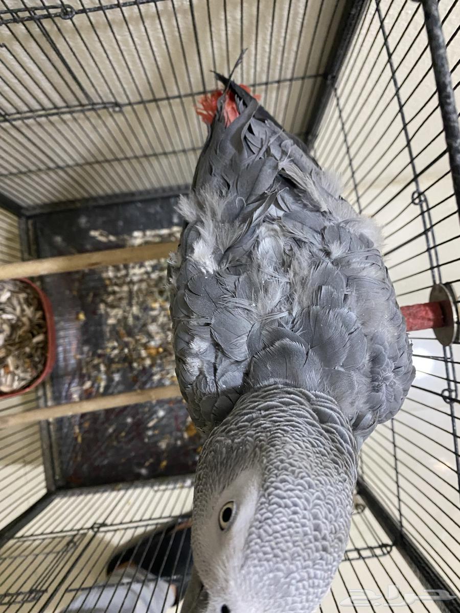 كاسكو اليف ذكر مع شهادة تحليل64401063556353111