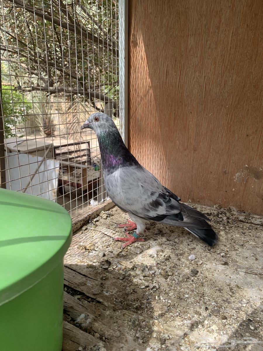 للبيع حمام زاجل64396240333314112