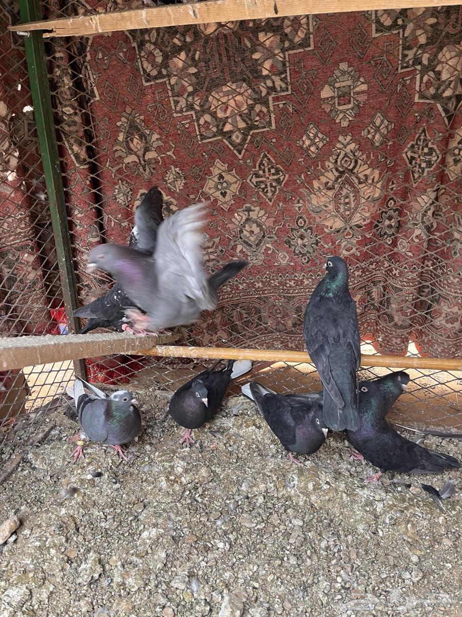 حمام قطايف64401008213379111